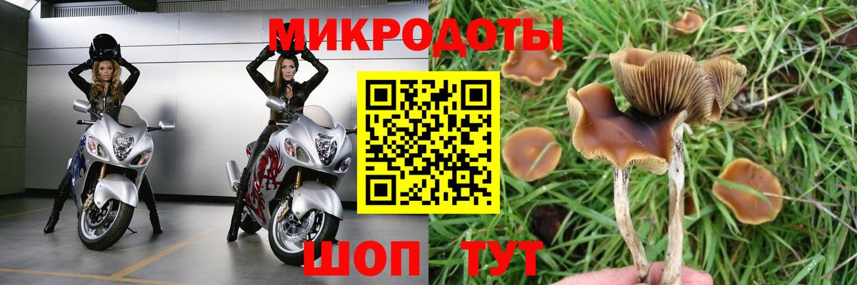 Дмитров  Галлюциногенные грибы Psilocybine cubensis  Вход с VPN 